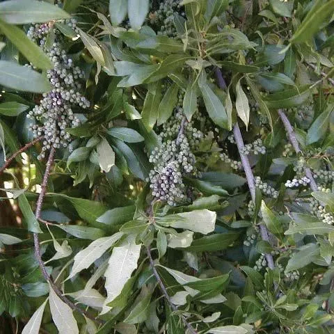 thumbnail for publication: Wax Myrtle, Morella cerifera Synonym: Myrica cerifera